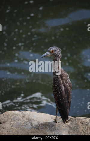 Jaune immatures à couronne noire (Nyctanassa violacea), également appelé l'American Night Heron ou crissement. Banque D'Images