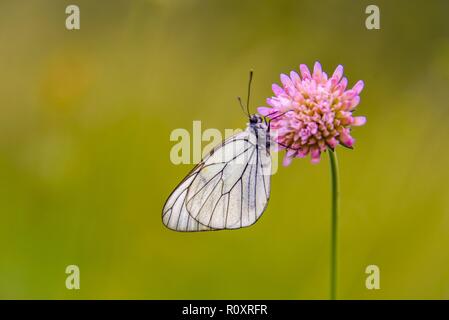 Close up image d'une pollinisation papillon sur un fond naturel doux Banque D'Images