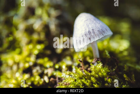 Le champignon magique ou la liberté (Psilocybe semilanceata) est le plus célèbre de tous les champignons hallucinogènes Banque D'Images