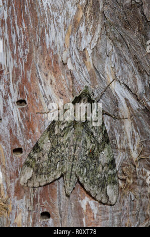 Hagen's Sphinx, Ceratomia hageni Banque D'Images