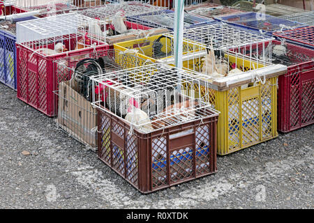 Coqs et poules dans des caisses au marché de la volaille Banque D'Images