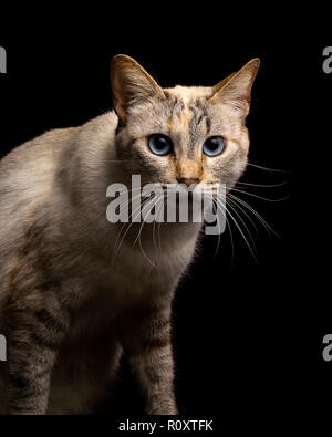 Beau chat tigré looking up, studio shot, fond noir, isolés portrait Banque D'Images