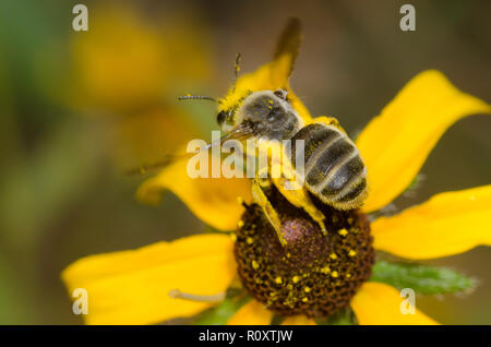 L'exploitation minière, de l'abeille Andrena sp., prendre son envol à partir de la black-eyed Susan, Rudbeckia hirta Banque D'Images