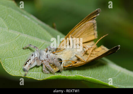 Spider Jumping, Phidippus clarus, se nourrissant de Sachem capturé, Atalopedes huron, mâle Banque D'Images