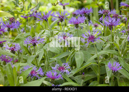 Centaurea Montana Fleurs Banque D'Images