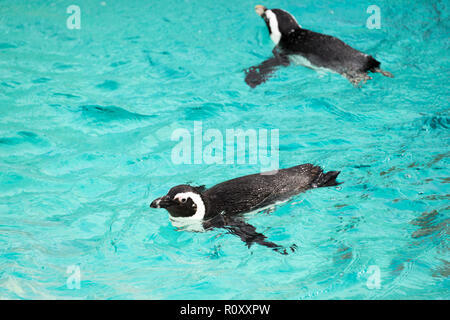 Pingouins africains (Spheniscus demersus) natation Banque D'Images