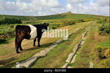 Belted Galloway cattle at the Haytor sur Dartmoor. Banque D'Images