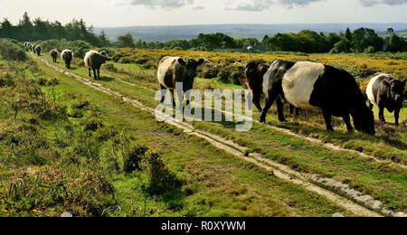 Belted Galloway cattle at the Haytor sur Dartmoor. Banque D'Images