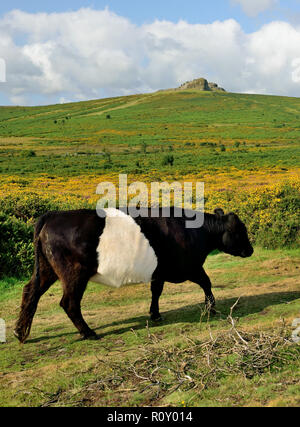 Belted Galloway cattle at the Haytor sur Dartmoor. Banque D'Images