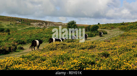 Belted Galloway cattle at the Haytor sur Dartmoor. Banque D'Images