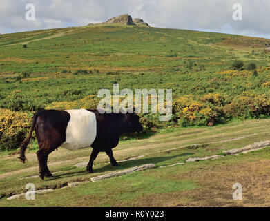 Belted Galloway cattle at the Haytor sur Dartmoor. Banque D'Images