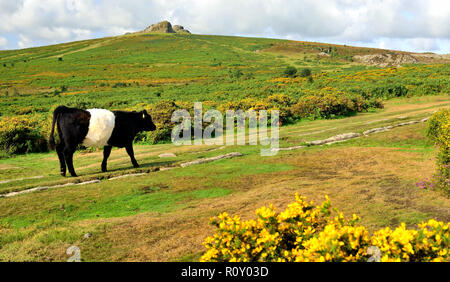 Belted Galloway cattle at the Haytor sur Dartmoor. Banque D'Images