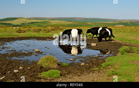 Belted Galloway cattle at the Haytor sur Dartmoor. Banque D'Images