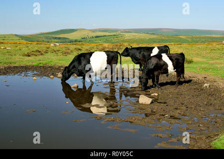 Belted Galloway cattle at the Haytor sur Dartmoor. Banque D'Images