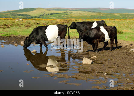 Belted Galloway cattle at the Haytor sur Dartmoor. Banque D'Images