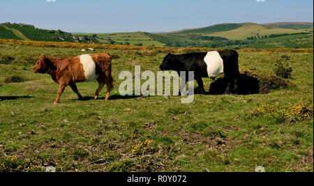 Belted Galloway cattle at the Haytor sur Dartmoor. Banque D'Images