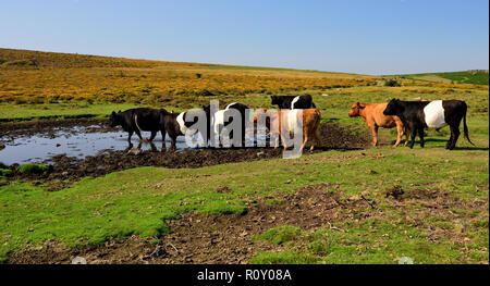 Belted Galloway cattle at the Haytor sur Dartmoor. Banque D'Images