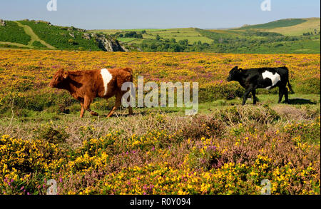 Belted Galloway cattle at the Haytor sur Dartmoor. Banque D'Images