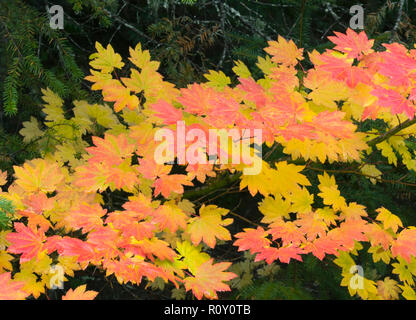 Vine érable (Acer circinatum) à l'automne, Cascades nord, octobre Banque D'Images