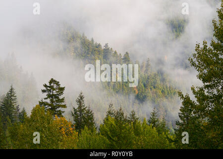 Les forêts brumeuses, Cascades Nord Autoroute, Washington Banque D'Images