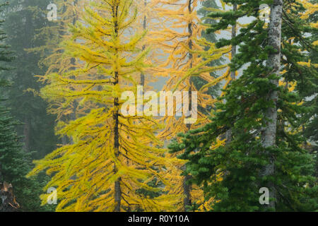 Le mélèze (Larix lyalli) les aiguilles des conifères transformer l'or en automne Banque D'Images