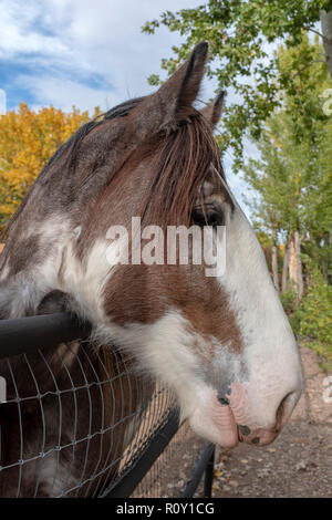 tête de cheval Banque D'Images