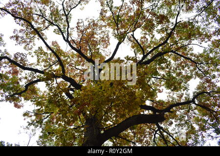 Grand Chêne Arbre, pris à Port Crescent State Park. Ce parc est situé dans la région de Michigan, États-Unis d'Amérique. Banque D'Images