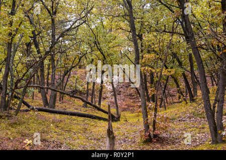 À Port la Forêt Crescent State Park. Prendre à l'automne, ce parc est situé dans le Midwest de l'État du Michigan. Les couleurs de l'automne au milieu d'oct. Banque D'Images