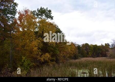 Parc d'État de port Crescent, situé dans le Midwest de l'État du Michigan. C'est en dehors de la Pinnebog delta de fleuve. Il s'agit d'une partie ancienne de la rivière. Banque D'Images