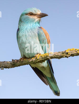 (Coracias garrulus European Roller) perché sur une branche, Parc National d'Hortobagy, Hongrie Banque D'Images