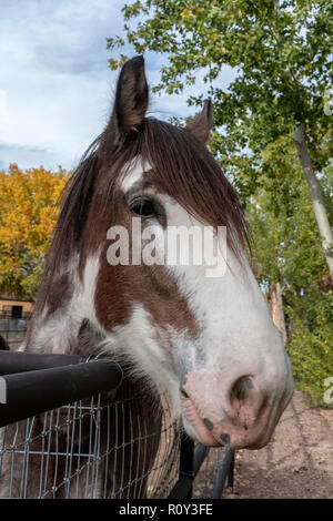 tête de cheval Banque D'Images