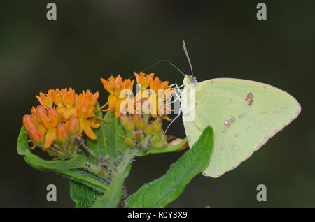 Phoebis sennae sans nuages, soufre, femme, sur l'orange, de l'asclépiade Asclepias tuberosa Banque D'Images