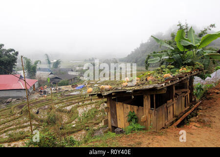 La récolte des courges croissant sur le toit en métal d'un hangar au-dessus des rizières en terrasse, près du village de Sapa, Vietnam Banque D'Images