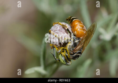 Wasp à tête carrée, Tachytes sp., femme Banque D'Images