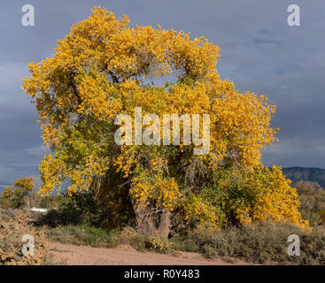 À l'automne d'arbres cottonwood/Automne Banque D'Images