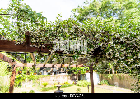 Gros plan du patio jardin de fleurs blanches au printemps en plein air dans la cour porche de la maison, zen avec pergola canopy gazebo en bois, les plantes Banque D'Images