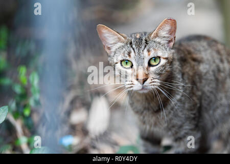 Stray Cat yeux vert luisant gros plan sur trottoir rue de la Nouvelle Orléans, Louisiane faim Banque D'Images