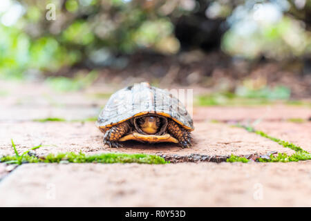 Gros plan macro de tortues-boîtes en bois petit mignon caché dans shell avec pattes en Virginie Chemin de jardin visage effrayé Banque D'Images