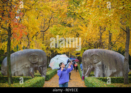 Nanjing, Jiangsu Province de la Chine. Nov 7, 2018. Les touristes à visiter le Tombeau Ming scenic spot à Nanjing, capitale de la province de Jiangsu, Chine orientale, le 7 novembre 2018. Credit : Su Yang/Xinhua/Alamy Live News Banque D'Images