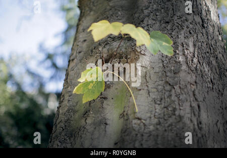 08 novembre 2018, en Rhénanie du Nord-Westphalie, Düsseldorf : une feuille tombée a été pris dans un parc sur une branche de l'arbre. Photo : Martin Gerten/dpa Banque D'Images