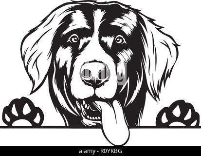 Chef de race bouvier bernois Pedigree isolé Animaux Portrait Smiling Happy face chiot Animal Cartoon Illustration Portrait Art Design mignon Illustration de Vecteur