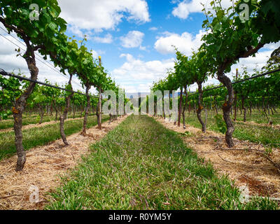 À l'angle faible entre les rangées de vignes de raisins après l'élagage. Rural pittoresque paysage de vignes. Banque D'Images