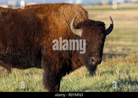 Libre d'un Buffalo Bisons d'Amérique au Colorado Rocky Mountain Arsenal National Wildlife Refuge Banque D'Images