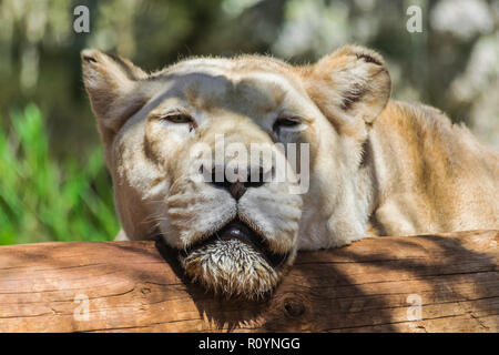 Femelle blanc lion (Panthera leo) dormir avec la lumière du soleil, la tête sur un tronc en bois Banque D'Images