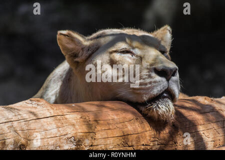 Femelle blanc lion (Panthera leo) dormir avec la lumière du soleil, la tête sur un tronc en bois Banque D'Images