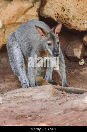Bennett (Macropus rufogriseus wallaby's) avec les roches background Banque D'Images
