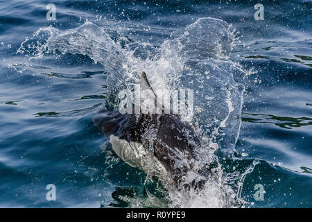 Une vue étroite de l'archet-équitation marsouin de Dall (Phocoenoides dalli), un dauphin, un creatiing relative Rooster Tail comme il passe le long de (Colombie-Britannique). Banque D'Images