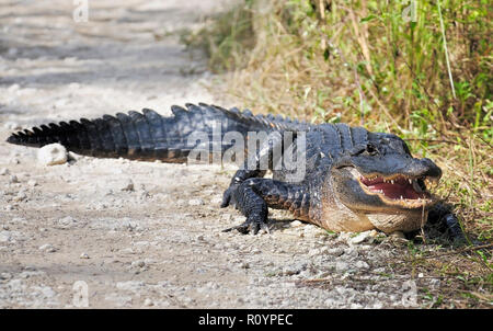 Alligator Alligator mississippiensis) (traverser la route Banque D'Images