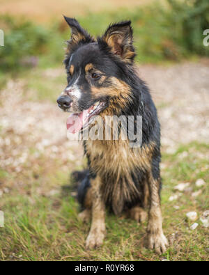 Un border collie tricolore couvert de boue sale et à la recherche d'une baignoire avoir grimpé d'une tourbière forestière boueuse. Banque D'Images