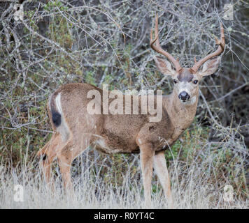 Homme du Cerf à queue noire (Odocoileus hemionus) en alerte. Banque D'Images